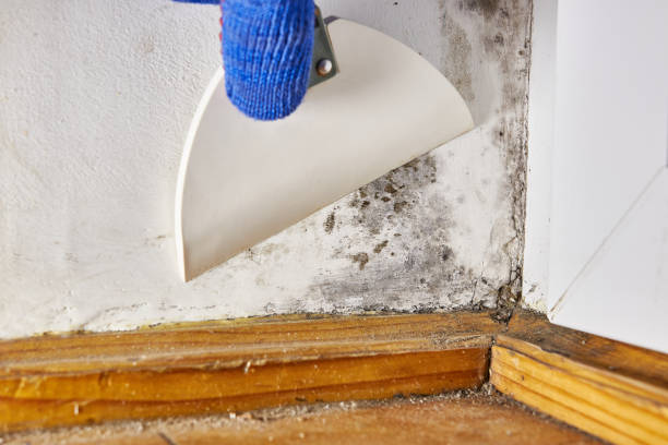 Professional Mold Removal in Central City, IL